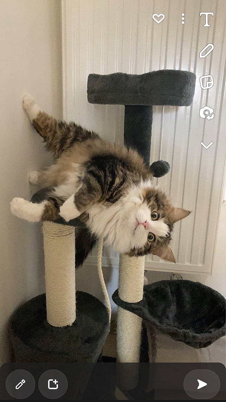 Razmo a rejoint le concours — aidez-le/la à gagner de superbes lots ! art, carnivore, cat, cat_supply, claw, domestic_short_haired_cat, fang, felidae, fur, mammal, paw, pedestal, plant, room, small_to_medium_sized_cats, tail, vertebrate, whiskers