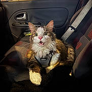 Razmo participe au concours pour gagner de l'argent avec cette photo : cat, car_interior, car_seat, harness, surprised_expression, wide_eyes, feline, pet, seatbelt, window, door_handle, night, indoor, animal, fur, whiskers, nose, paw, black_blanket, button