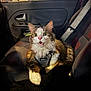 cat, car_interior, car_seat, harness, surprised_expression, wide_eyes, feline, pet, seatbelt, window, door_handle, night, indoor, animal, fur, whiskers, nose, paw, black_blanket, button