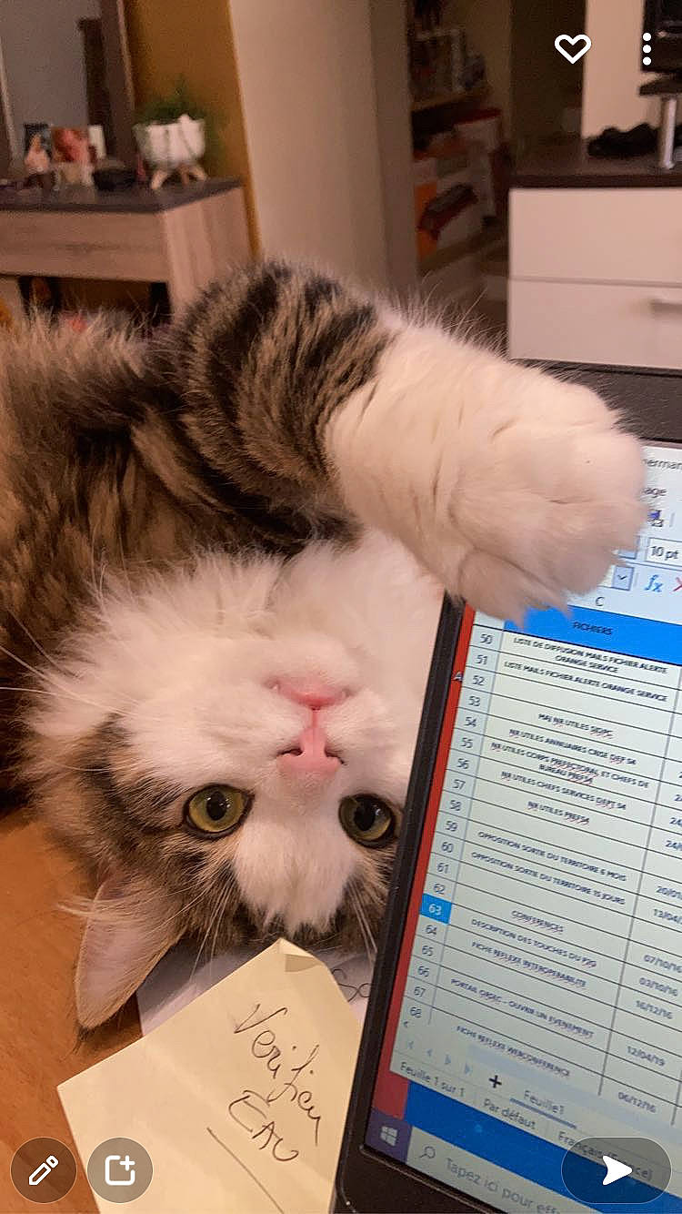 Razmo a rejoint le concours — aidez-le/la à gagner de superbes lots ! carnivore, cat, claw, domestic_short_haired_cat, felidae, fur, handwriting, paper_product, paw, shelf, small_to_medium_sized_cats, whiskers