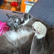 Mawzi is registered to the contest to win money with this photo: cat, gray_cat, white_paw, paw, feline, pet, couch, indoor, relaxing, fur, whiskers, blurred_background, knitted_item, pink, domestic_animal, close_up, soft_texture, resting, cozy, living_room