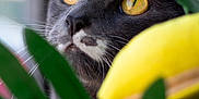 Mawzi joined the competition — help win amazing prizes! cat, close_up, yellow_eyes, gray_fur, whiskers, green_leaves, indoor, curious, pet, animal, soft_light, window_light, plant, focus, portrait, domestic_cat, nature, feline, background_blur, yellow_object