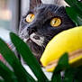 cat, close_up, yellow_eyes, gray_fur, whiskers, green_leaves, indoor, curious, pet, animal, soft_light, window_light, plant, focus, portrait, domestic_cat, nature, feline, background_blur, yellow_object