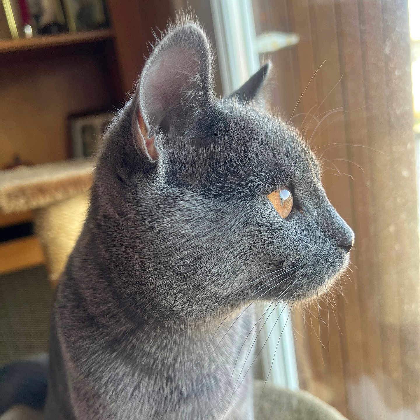 Abibi participe au concours pour gagner de l'argent avec cette photo : abyssinian, animal, blackcat, bookcase, cat, furniture, kitten, manx, pet, shelf