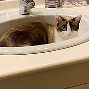 Sally a rejoint le concours — aidez-le/la à gagner de superbes lots ! cat, sink, bathroom, blue_eyes, pet, domestic_animal, fur, curious, whiskers, pink_nose, white_fur, brown_fur, fixture, tap, countertop, toothbrush_holder, toothpaste, cabinet, indoor, animal