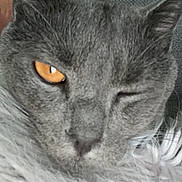 Abi a rejoint le concours — aidez-le/la à gagner de superbes lots ! cat, gray_cat, close_up, winking, amber_eyes, fluffy_blanket, cozy, partial_face, indoor, pet, feline, fur, whiskers, relaxed, couch, human_presence, portrait, cute, animal, companion