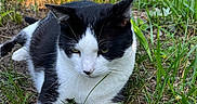 Meowmeow is registered to the contest to win money with this photo: cat, black_and_white, animal, grass, outdoor, nature, pet, feline, relaxed, lying_down, greenery, garden, daylight, plants, whiskers, close_up, domestic_animal, fur, eye, portrait