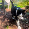 Meowmeow is registered to the contest to win money with this photo: cat, black_and_white, outdoor, garden, sunlight, plant, soil, furniture, blurred_background, animal, pet, walking, nature, greenery, daylight, close_up, curious, whiskers, tail, mammal