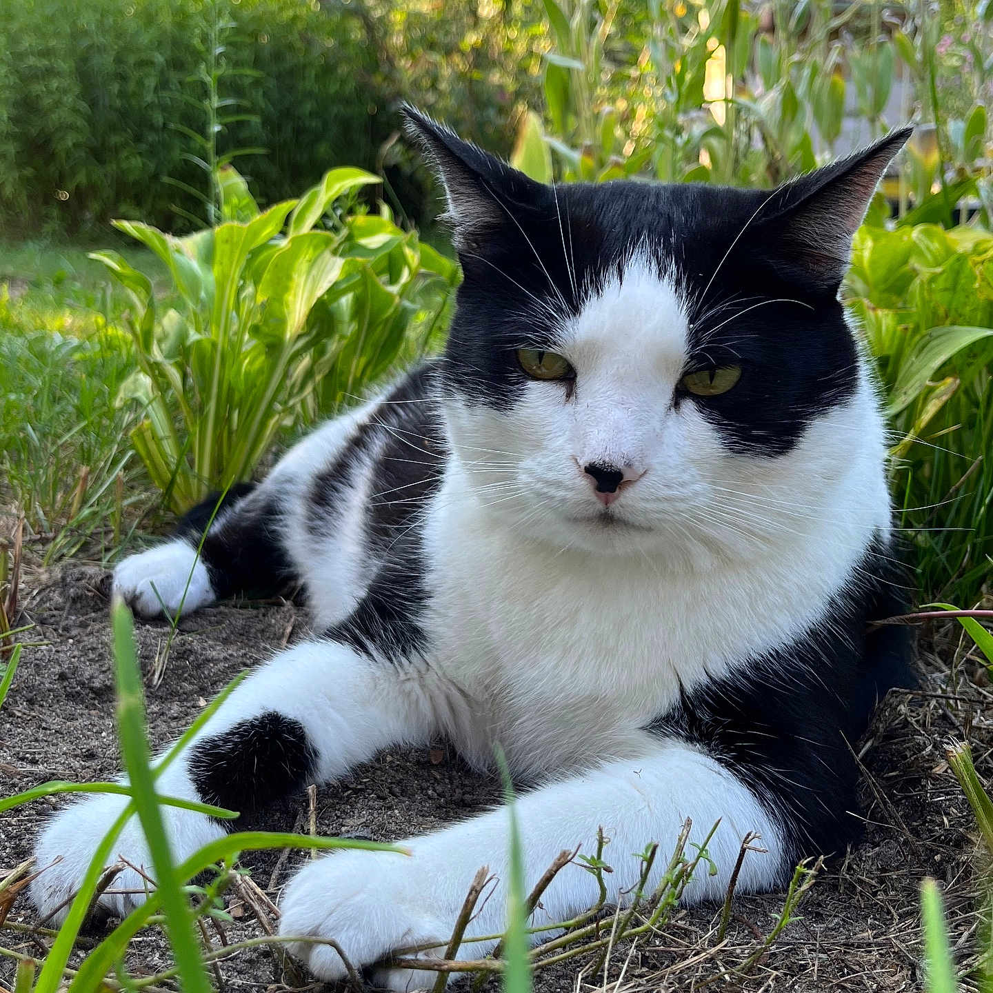 Meowmeow