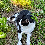 Meowmeow is registered to the contest to win money with this photo: cat, black_and_white, animal, outdoor, grass, plants, dirt, nature, sunlight, relaxed, feline, pet, garden, greenery, laying_down, whiskers, ears, paws, fur, daylight