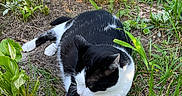 Meowmeow joined the competition — help win amazing prizes! animal, black_and_white, cat, cute, daylight, flowers, fur, grass, greenery, ground, mammal, nature, outdoor, pet, plants, relaxing, resting, small_flower, sunlight, whiskers