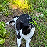 Meowmeow joined the competition — help win amazing prizes! cat, black_and_white, outdoor, grass, plants, flowers, sunlight, nature, animal, pet, fur, relaxing, ground, greenery, daylight, mammal, whiskers, resting, cute, small_flower