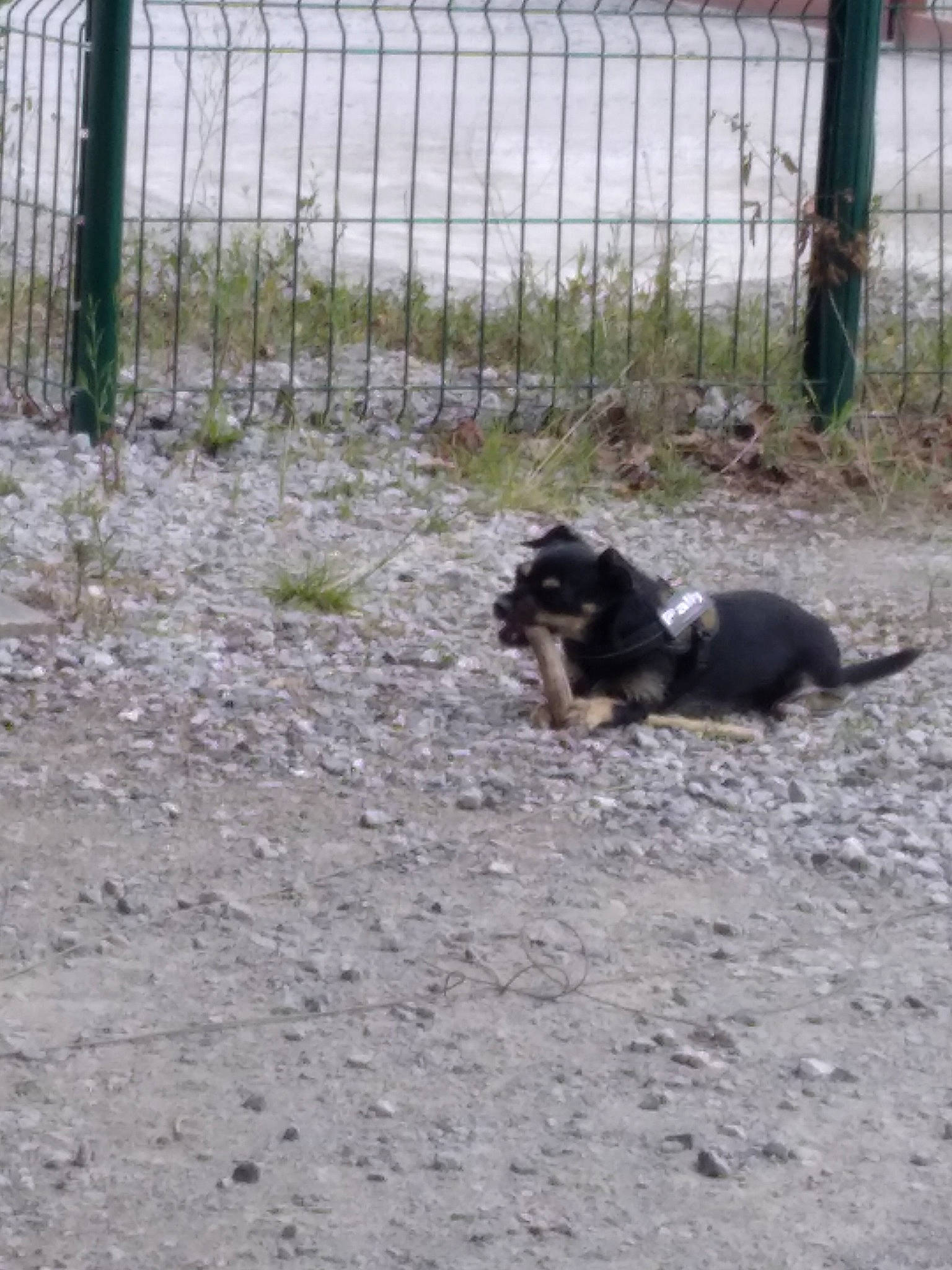 Pally a rejoint le concours — aidez-le/la à gagner de superbes lots ! carnivore, chain_link_fencing, companion_dog, dog, dog_breed, fence, grass, herding_dog, home_fencing, mesh, plant, schnauzer, soil, sporting_group, street_dog, tail, terrestrial_animal, terrier, wire_fencing, working_dog