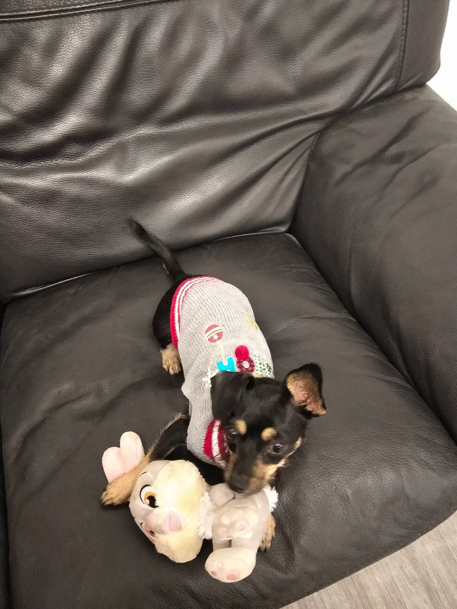 Pally participe au concours pour gagner de l'argent avec cette photo : canidae, carnivore, chihuahua, comfort, companion_dog, couch, dog, dog_breed, dog_supply, fawn, fur, grey, linens, paw, pet_supply, russkiy_toy, sporting_group, tail, toy_dog, working_animal