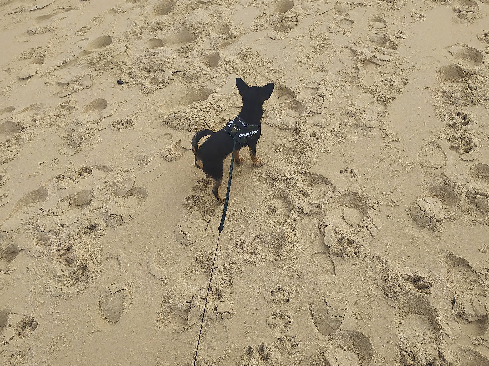 Pally participe au concours pour gagner de l'argent avec cette photo : aeolian_landform, art, beach, canidae, carnivore, dog, dog_breed, dog_supply, fawn, guard_dog, landscape, ocean, pet_supply, sand, shadow, singing_sand, soil, sporting_group, working_animal, working_dog