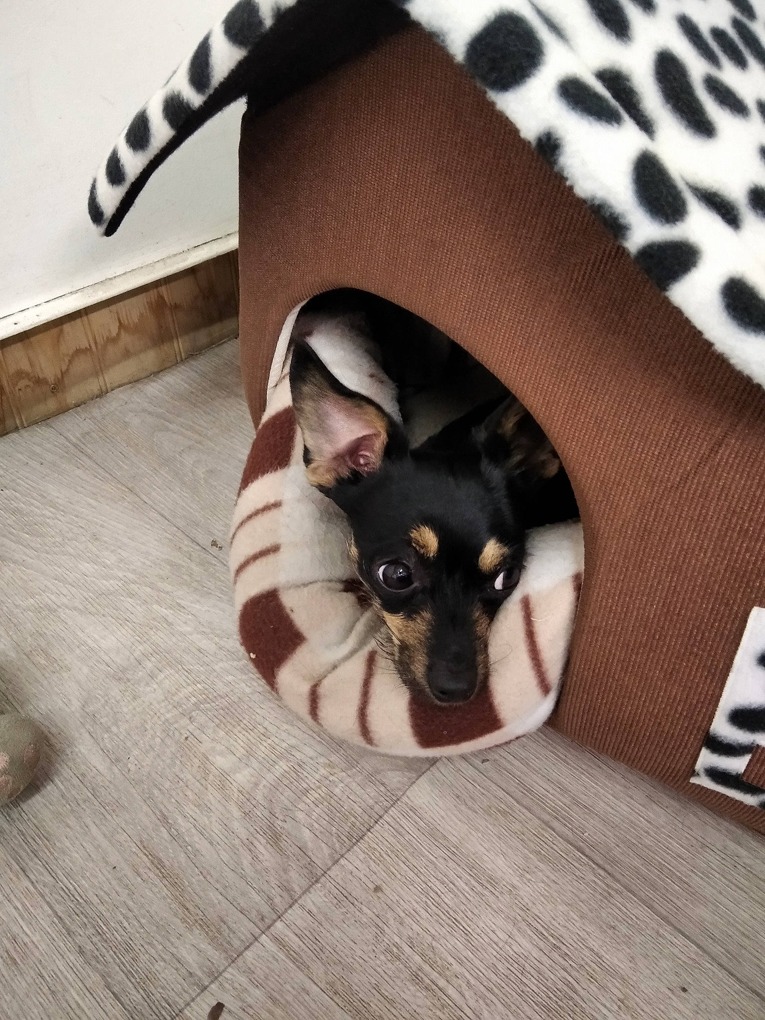 Pally a rejoint le concours — aidez-le/la à gagner de superbes lots ! bed, canidae, carnivore, comfort, companion_dog, dog, dog_breed, dog_supply, fawn, felidae, fur, linens, pattern, paw, sitting, sleeve, small_to_medium_sized_cats, snout, toy_dog, whiskers