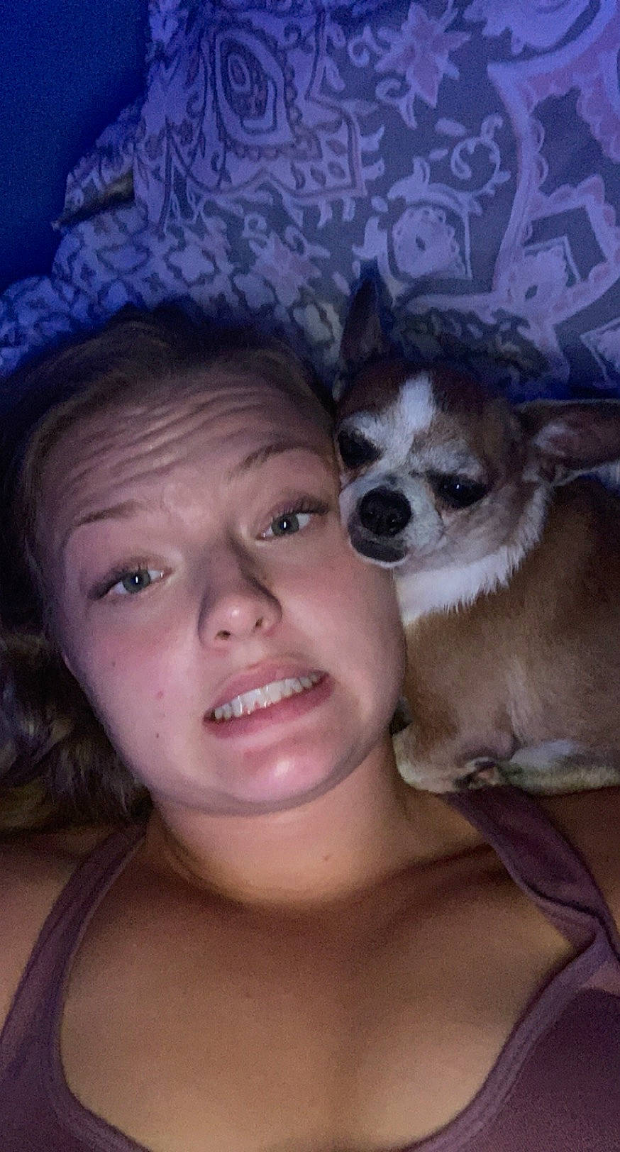 Pip is registered to the contest to win money with this photo: canidae, carnivore, chihuahua, dog, dog_breed, eyelash, fawn, fur, iris, jaw, lip, neck, purple, selfie, skin, snout, throat, tooth, vertebrate, whiskers