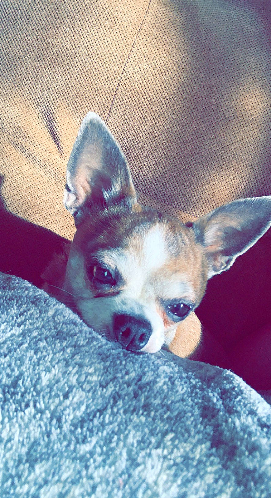 Pip joined the competition — help win amazing prizes! canidae, carnivore, chihuahua, companion_dog, dog, dog_breed, liver, non_sporting_group, paw, snout, sporting_group, whiskers, working_animal, working_dog