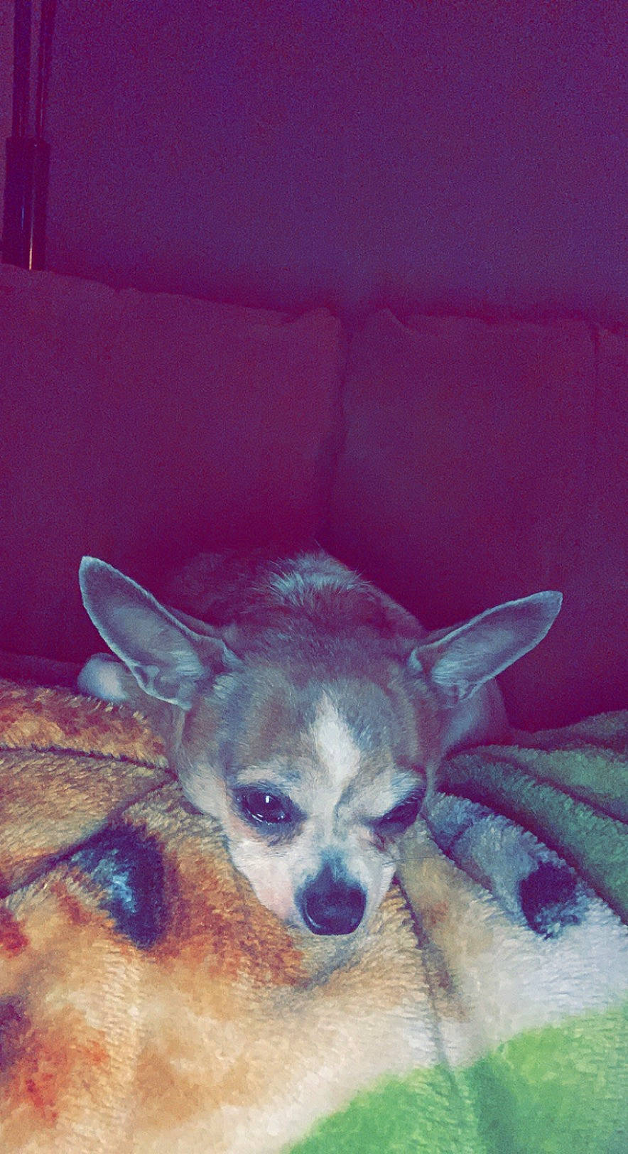 Pip is registered to the contest to win money with this photo: fur, jaw, snout, terrestrial_animal, whiskers