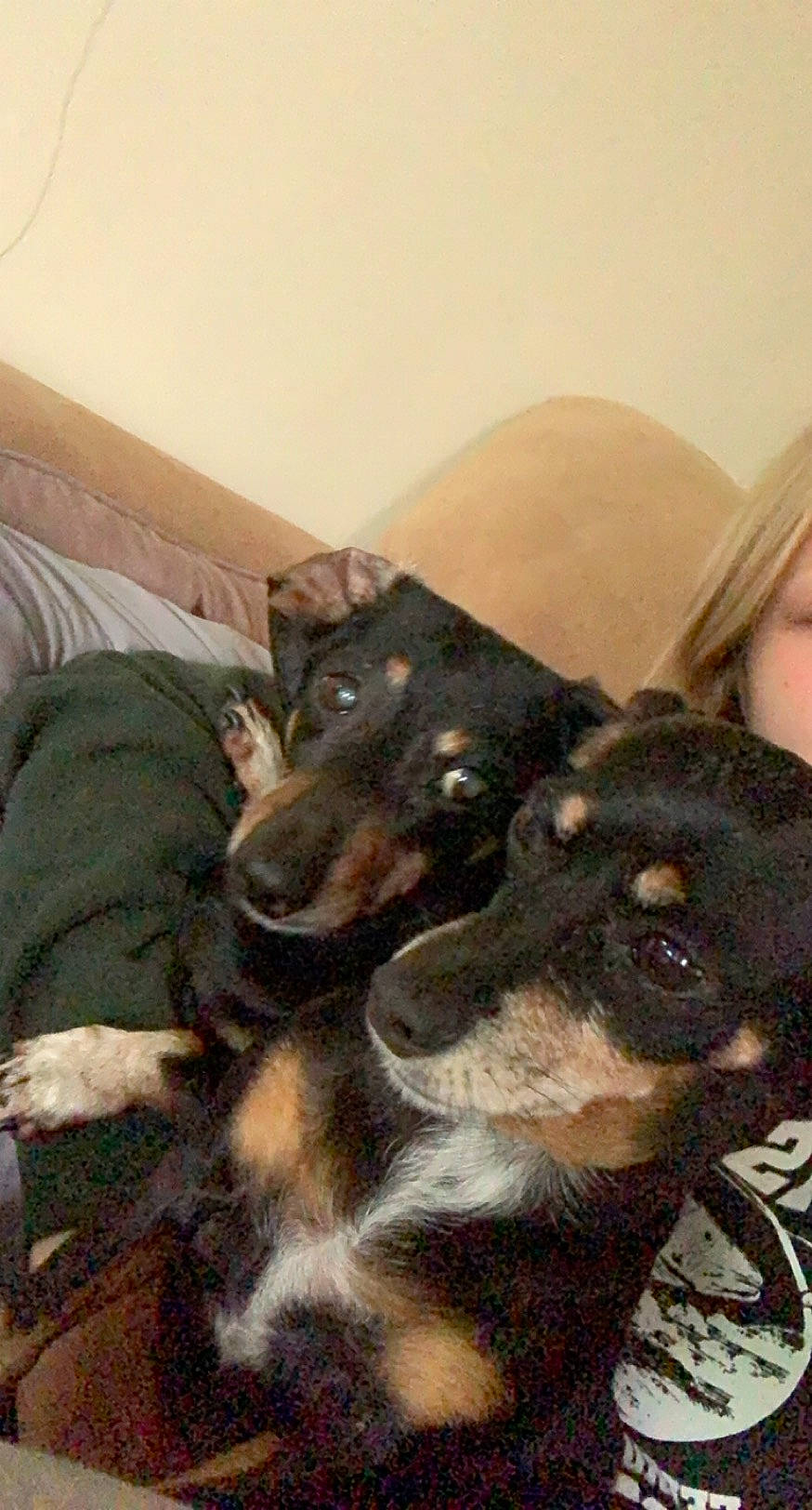 Sweetie Pie is registered to the contest to win money with this photo: canidae, carnivore, comfort, companion_dog, couch, dog, dog_breed, fur, guard_dog, hunting_dog, interaction, living_room, mammal, sharing, skin, snout, sporting_group, vertebrate, working_animal, working_dog