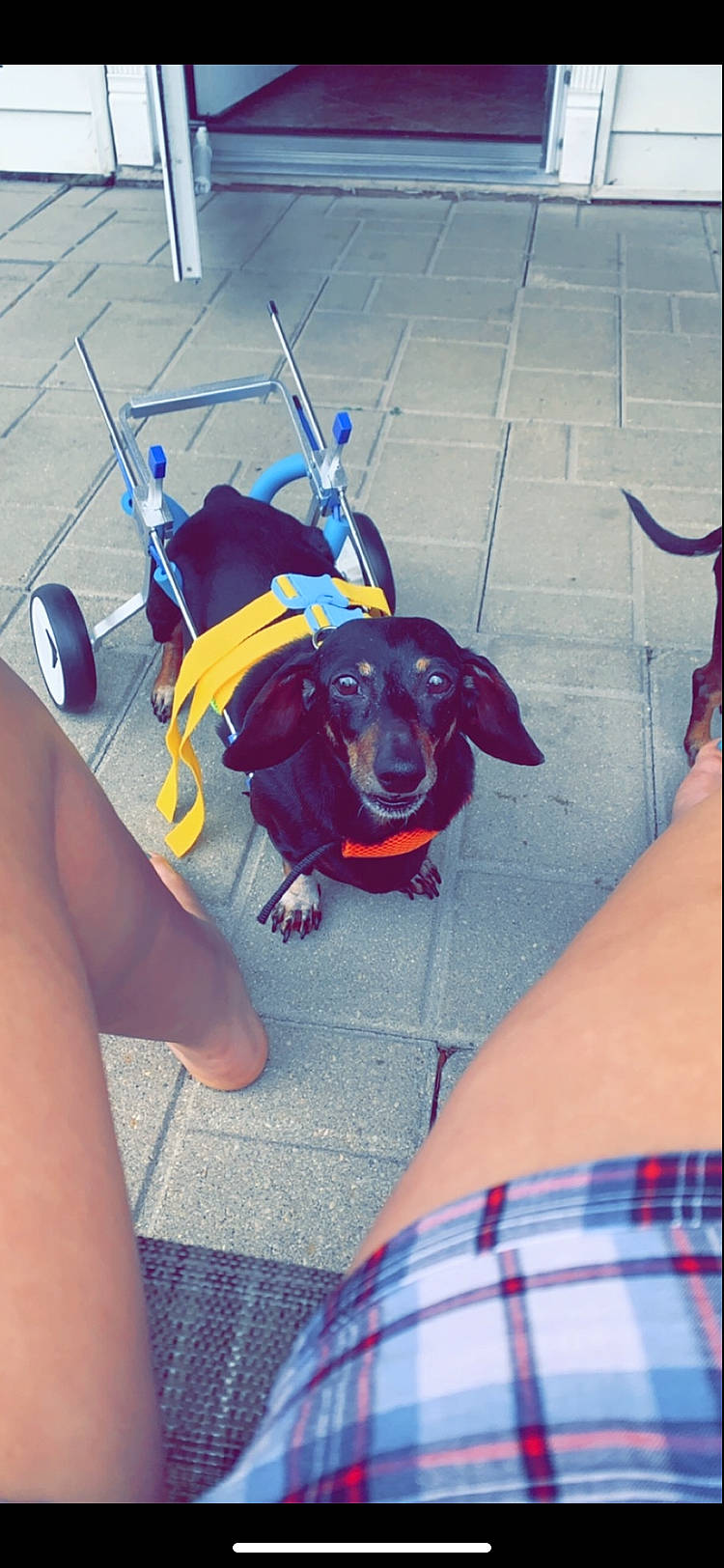 Sweetie Pie joined the competition — help win amazing prizes! borador, canidae, carnivore, collar, companion_dog, dog, dog_breed, dog_collar, dog_supply, leash, nail, pattern, pet_supply, plaid, shadow, snout, sporting_group, tartan, working_animal, working_dog