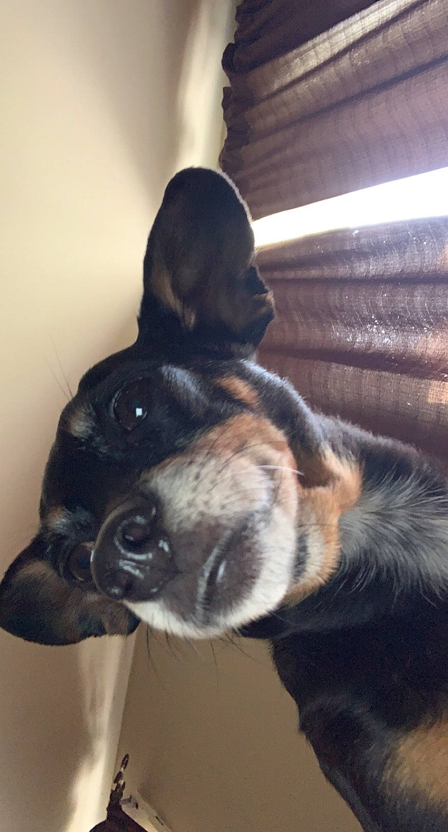 Dixie is registered to the contest to win money with this photo: canidae, carnivore, companion_dog, dog, dog_breed, fawn, fur, iris, jaw, mammal, neck, organ, paw, snout, terrestrial_animal, vertebrate, whiskers, working_animal, working_dog