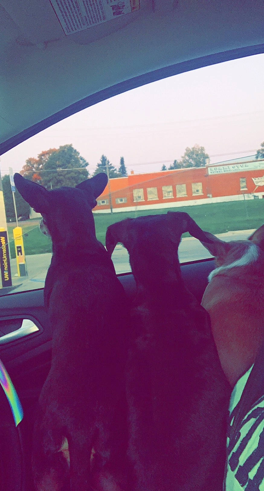 Dixie joined the competition — help win amazing prizes! automotive_mirror, automotive_window_part, canidae, carnivore, dog_breed, guard_dog, livestock, rear_view_mirror, snout, terrestrial_animal, vehicle_door, windshield, working_animal, working_dog