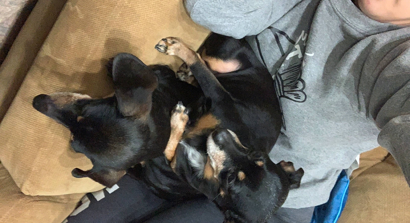 Dixie joined the competition — help win amazing prizes! canidae, carnivore, comfort, companion_dog, dog, dog_breed, guard_dog, non_sporting_group, paw, puppy, snout, sporting_group, vertebrate, working_animal, working_dog