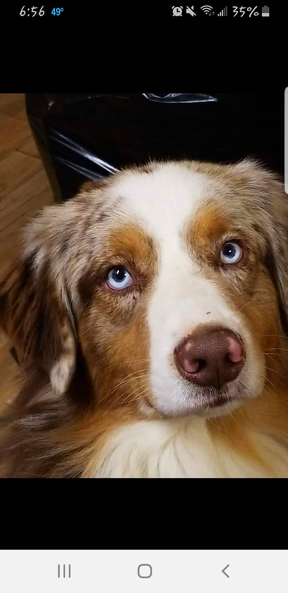 Bourbon is registered to the contest to win money with this photo: australian_collie, australian_shepherd, canidae, carnivore, companion_dog, dog, dog_breed, fur, kooikerhondje, mammal, miniature_australian_shepherd, nose, nova_scotia_duck_tolling_retriever, rare_breed_dog, snout, sporting_group, vertebrate, welsh_sheepdog, whiskers, working_dog