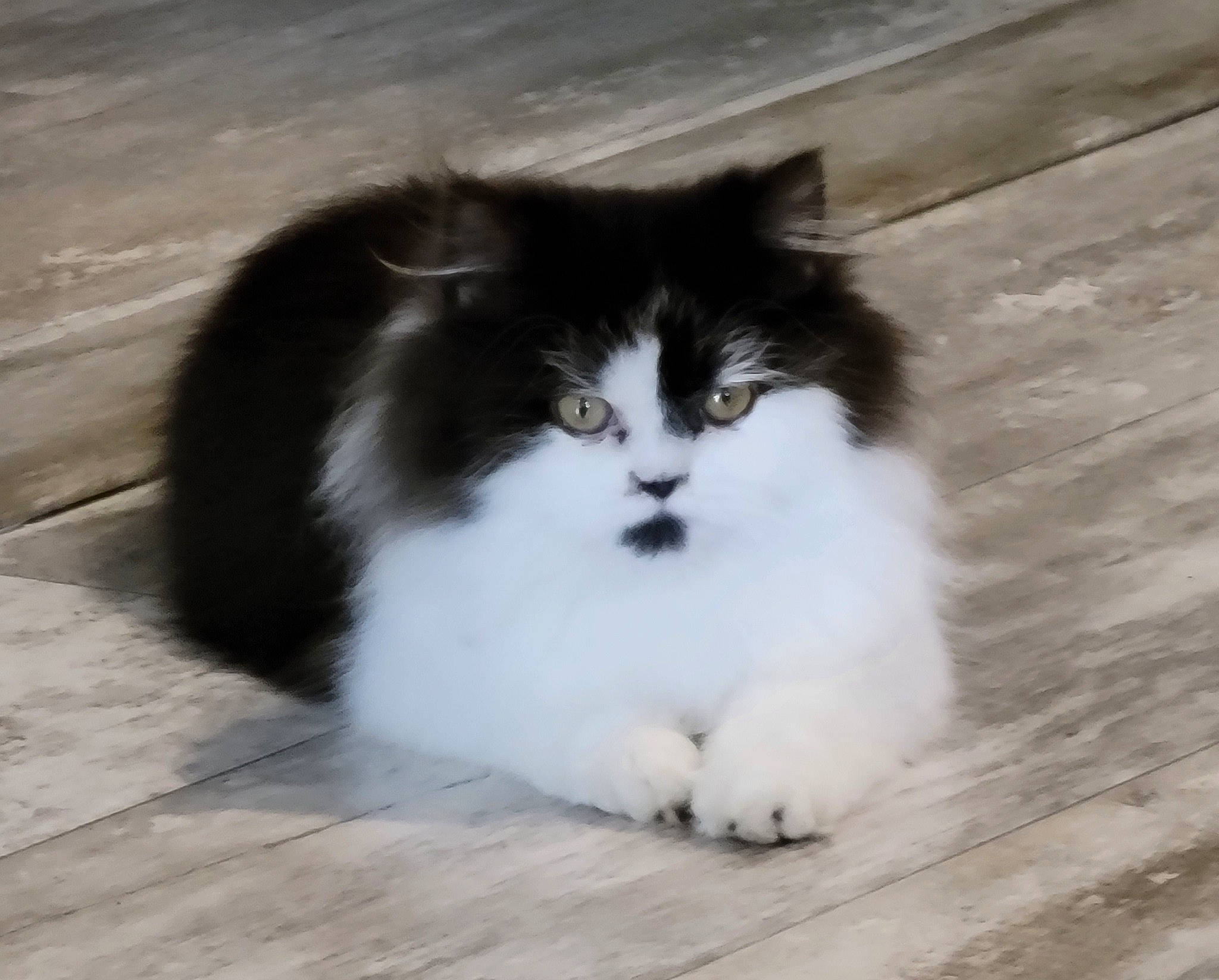 Taz is registered to the contest to win money with this photo: carnivore, cat, claw, door_mat, felidae, flooring, fur, grey, hardwood, paw, science, sitting, small_to_medium_sized_cats, tail, terrestrial_animal, whiskers, wood