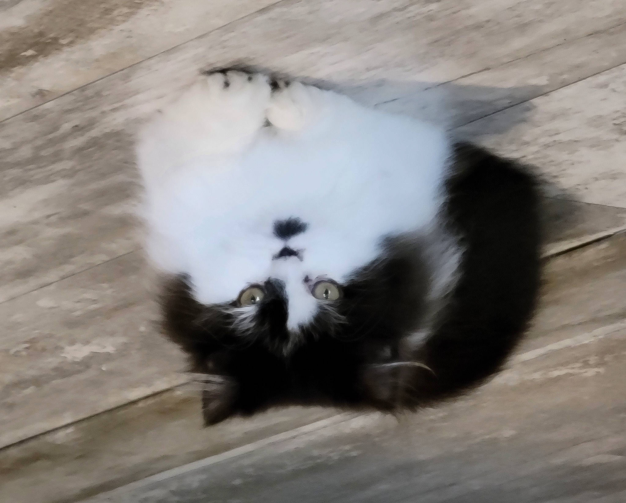 Taz is registered to the contest to win money with this photo: canidae, carnivore, cat, claw, companion_dog, dog_breed, felidae, flooring, fur, hardwood, monochrome_photography, paw, small_to_medium_sized_cats, sporting_group, tail, terrestrial_animal, whiskers, wood