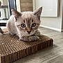 Delilah is registered to the contest to win money with this photo: adorable, blue_eyes, cardboard_scratcher, cat, close_up, cute, ears, floor, furniture, hardwood_floor, indoor, kitten, looking_at_camera, paws, pet, portrait, reflection, sitting, whiskers, young