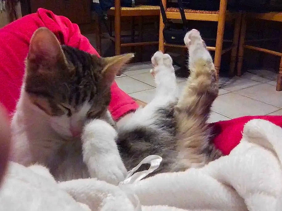 Etoile participe au concours pour gagner de l'argent avec cette photo : carnivore, cat, chair, comfort, companion_dog, domestic_short_haired_cat, felidae, fur, lap, nap, paw, small_to_medium_sized_cats, tail, whiskers