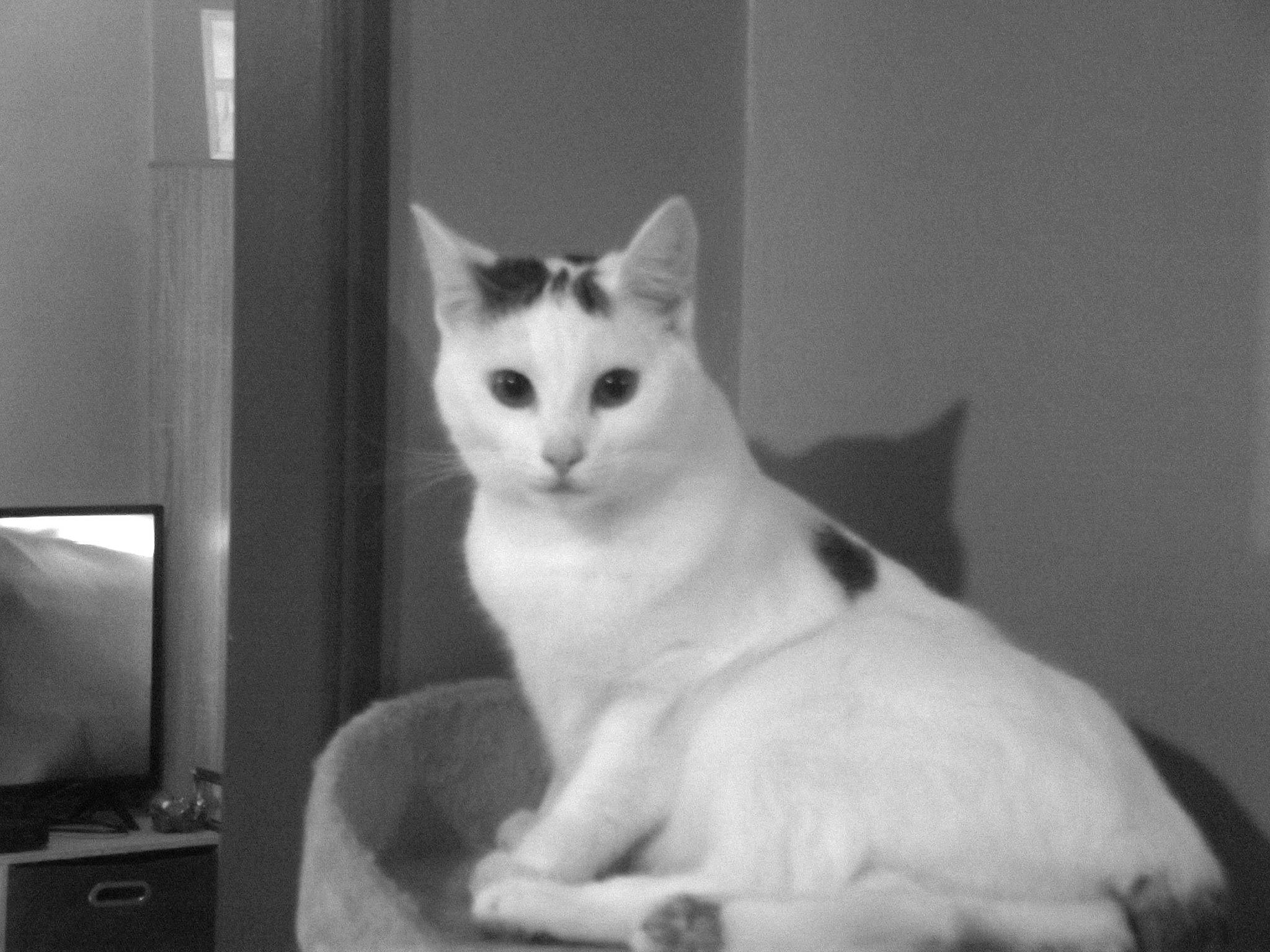 Etoile participe au concours pour gagner de l'argent avec cette photo : carnivore, cat, comfort, domestic_short_haired_cat, eye, felidae, fur, monochrome, monochrome_photography, paw, small_to_medium_sized_cats, snout, tail, whiskers