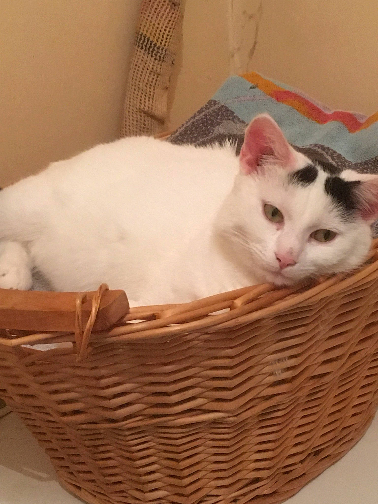 Crapouille a rejoint le concours — aidez-le/la à gagner de superbes lots ! aegean_cat, basket, carnivore, cat, cat_bed, domestic_short_haired_cat, european_shorthair, felidae, khao_manee, kitten, small_to_medium_sized_cats, turkish_angora, turkish_van, whiskers, wicker