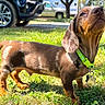 animal, brown, collar, curious, dachshund, dog, ears, grass, nature, nose, outdoor, pet, portrait, puppy, short_legs, sunlight, tag, tail, tree, vehicle