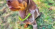 Shadow joined the competition — help win amazing prizes! animal, brown, collar, cute, dog, ears, fur, grass, green, nature, outdoor, pet, playful, puppy, small, sunlight, tag, tongue, white_spots, young