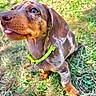 animal, brown, collar, cute, dog, ears, fur, grass, green, nature, outdoor, pet, playful, puppy, small, sunlight, tag, tongue, white_spots, young