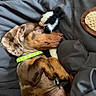 Shadow is registered to the contest to win money with this photo: animal, blanket, brown_coat, cozy, cute, dachshund, dog, fur, green_collar, indoor, napping, pet, plush_toy, puppy, relaxation, resting, sleeping, small_dog, snuggled, soft_texture
