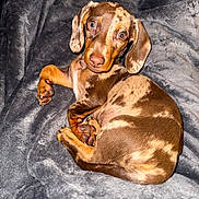 Shadow joined the competition — help win amazing prizes! animal, blanket, brown, cozy, curled_up, cute, dachshund, dapple, dog, ears, fur, indoor, lying_down, nose, paw, pet, portrait, puppy, soft_texture, tan