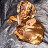 animal, blanket, brown, cozy, curled_up, cute, dachshund, dapple, dog, ears, fur, indoor, lying_down, nose, paw, pet, portrait, puppy, soft_texture, tan