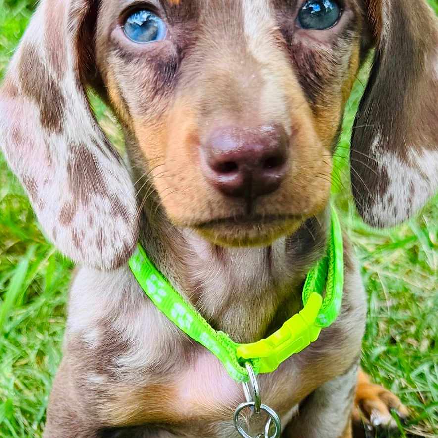 Shadow joined the competition — help win amazing prizes! puppy, dog, dachshund, grass, collar, pet, animal, cute, brown, blue_eyes, outdoor, young, small, fur, ears, mammal, nature, portrait, sitting, looking
