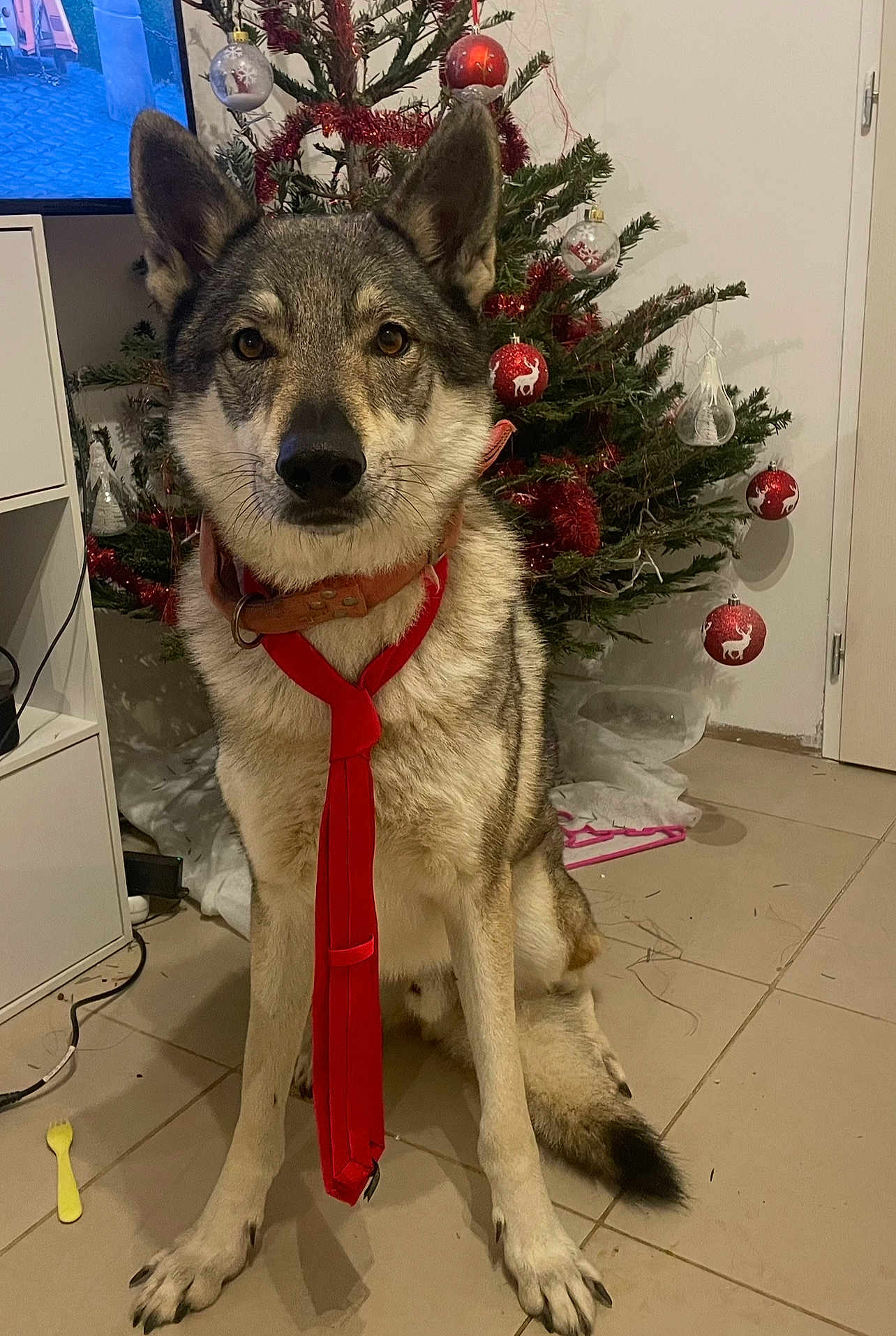 Maccu participe au concours pour gagner de l'argent avec cette photo : dog, tie, christmas_tree, ornaments, indoors, floor, tile_floor, furniture, decorations, holiday, pet, canine, red, brown, white, black, ears, sitting, collar, living_room