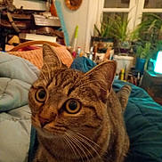 Lola a rejoint le concours — aidez-le/la à gagner de superbes lots ! cat, tabby_cat, animal, pet, indoor, blanket, furniture, plants, window, cozy, curious, whiskers, ears, eyes, face, tail, home, room, comfort, soft