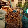 cat, tabby_cat, animal, pet, indoor, blanket, furniture, plants, window, cozy, curious, whiskers, ears, eyes, face, tail, home, room, comfort, soft