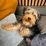 Akiko a rejoint le concours — aidez-le/la à gagner de superbes lots ! dog, puppy, couch, pillows, blanket, cozy, fur, pet, indoor, cute, small_dog, relaxed, furniture, home, animal, looking_up, cute_pet, domestic_animal, companion, resting