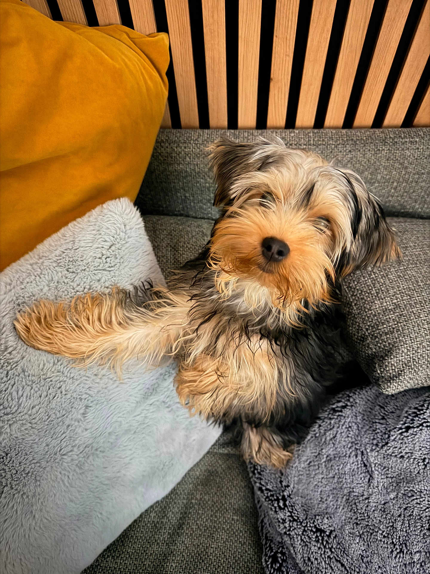 Akiko a rejoint le concours — aidez-le/la à gagner de superbes lots ! dog, puppy, couch, pillows, blanket, cozy, fur, pet, indoor, cute, small_dog, relaxed, furniture, home, animal, looking_up, cute_pet, domestic_animal, companion, resting