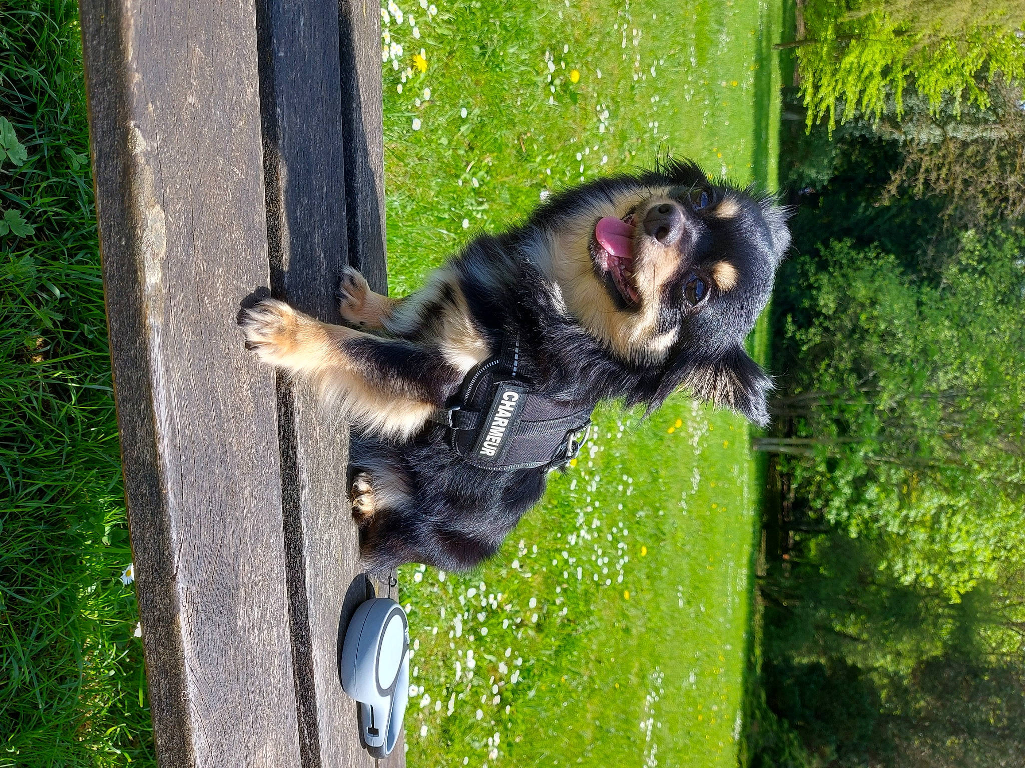 Scott a rejoint le concours — aidez-le/la à gagner de superbes lots ! canidae, carnivore, companion_dog, dog_breed, grass, jungle, palm_tree, plant, primate, snout, sporting_group, tail, terrestrial_animal, tree, trunk, wildlife, working_dog