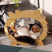 Rose a rejoint le concours — aidez-le/la à gagner de superbes lots ! cat, calico, wooden_frame, sunlight, tiled_floor, indoor, pet, feline, cozy, curled_up, shadow, home, relaxing, animal, fur, tail, ears, scratching_post, quiet, peaceful