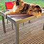 Nestor participe au concours pour gagner de l'argent avec cette photo : dog, table, towel, wooden_deck, outdoor, garden, hedge, chair, sunlight, awning, grass, fence, pet, canine, relaxing, backyard, daylight, nature, fur, resting